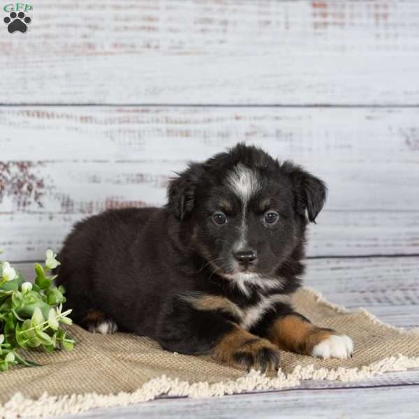 Twila, Miniature Australian Shepherd Puppy